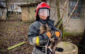 Врятували кошеня з глибокого колодязя: тваринка уже в безпеці