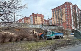 «На місці алеї — вже пеньки». Тернополяни обурені масовою вирубкою дерев на Лучаковського