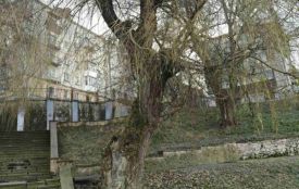 У парку Тараса Шевченка видалять аварійну вербу