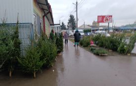 Скільки коштують «живі» та штучні ялинки у Тернополі: дивіться ціни!