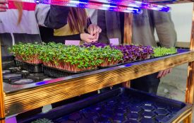 Школи Тернопільщини вирощують мікрозелень і допомагають армії: як долучитися до проєкту