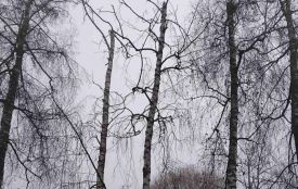 У парку «Сопільче» видалять аварійні дерева