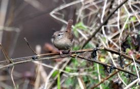 Грудень у «Дністровському каньйоні»: дивовижні знахідки в околицях Устечка та Ниркова