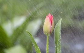 На Тернопільщині у найближчі вихідні варто очікувати дощі