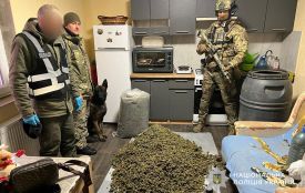 На Чортківщині виявили нарколабораторію, де було канабісу на дев'ять мільйонів гривень