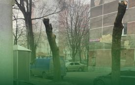 За неправильну обрізку дерев на Злуки: орендар заплатить штраф