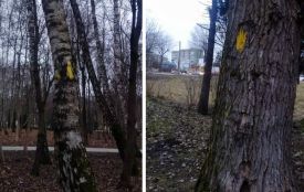 У парку Національного відродження зріжуть аварійні тополі та берези