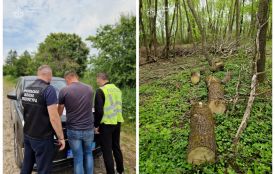 Збитки майже на 4 мільйони: майстра лісу засуджено за підробку документів та незаконну вирубку дерев