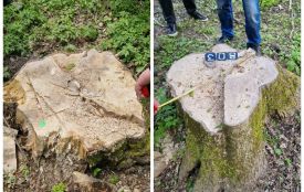 На Кременеччині незаконно зрубали 374 дерева — збитки перевищують 3 мільйони гривень
