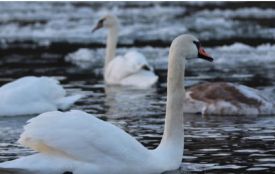 У Дністровському каньйоні зимують лебеді-шипуни