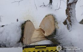 За шість зрубаних дерев у парку Здоров'я тернополянину загрожує до п'яти років в'язниці