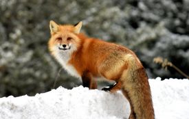 Мертву лисицю на подвір'ї виявили на Чортківщині. У тварини був сказ