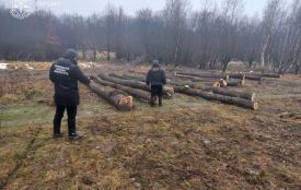 Судитимуть службовця лісопідприємства, який вніс неправдиві дані в документи про реалізацію 86 дубів