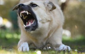 У Чортківській громаді запровадили карантин, через випадок сказу в собаки