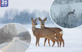 Перебігали дорогу біля людських будинків: неподалік Тернополя помітили диких косуль