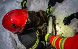 У Тернополі рятувальники визволили собаку з колодязя