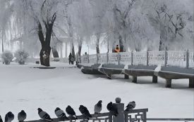 Морози насуваються: штормове попередження та до -21°С очікують на Тернопільщині