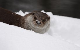 Рідкісні кадри: на Дністрі науковці зафіксували червонокнижну видру