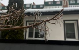 Крижана казка у Тернополі: синоптики попереджають про погіршення погоди