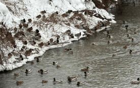 На річці Стрипі у Бучачі зимують дикі качки: що варто знати мешканцям