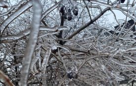 Крижаний дощ та ожеледиця: водіїв попередили про небезпеку