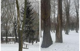 У парках Тернополя видаляють аварійні дерева