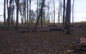 Судитимуть двох жителів Чортківського району за незаконну порубку дерев на майже 150 тис грн