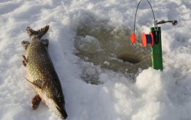 На Тернопільщині починається заборона на вилов щуки