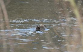 На Дністрі вперше помітили червонокнижного нерозня та рідкісних казарок