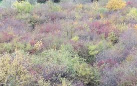 Три гектари території Дністровського каньйону знову у держвласності — суд задовольнив позов