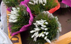 Підсніжники по 70–80 гривень: де в Тернополі продають первоцвіти та які штрафи загрожують