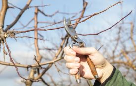 Календар садівника на березень