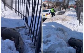 У Тернополі рятували косулю, яка застрягла в металевій огорожі