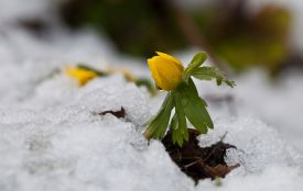 Дощі та до 11° тепла: чим дивуватиме погода на Тернопільщині у найближчі дні