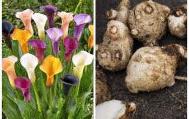 Тернополянка втратила 60 тисяч гривень, коли купувала цибулини квітів