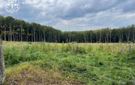 Шкода довкіллю на 57 млн: трьох осіб лісопідприємства обвинувачують через незаконну вирубку лісу