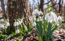 У Тернопільській громаді діє заборона на торгівлю первоцвітами