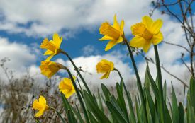 До 16° тепла принесе новий тиждень: прогноз погоди на 9-11 березня в Тернополі та області