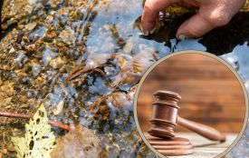 По 1360 гривень за штуку: суд покарав чоловіка за незаконний вилов раків у Тернопільському ставі