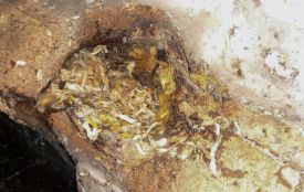 Січена капуста забила каналізацію у Тернополі