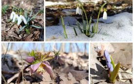 У Дністровському каньйоні цвітуть первоцвіти