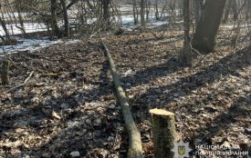 Житель Підволочиської громади намагався дати хабаря працівнику лісництва за зрубане дерево
