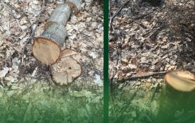 Суд підтвердив штраф понад 700 тис. грн за незаконну вирубку червоних дубів на Бережанщині