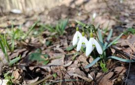 Прогноз на 16-18 березня: на Тернопільщині синоптики обіцяють тепло з нічними приморозками