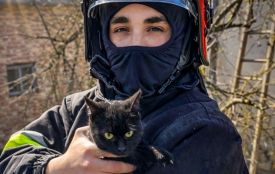 Чорний кіт понад дві доби провів на даху: історія порятунку пухнастика з Копичинців