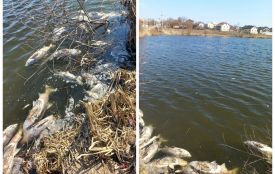 Масову загибель риби виявили у двох водоймах на Тернопільщині