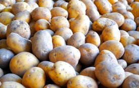 Коли виносити картоплю з погреба на посадку: поради городників