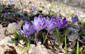 Наче хтось розлив акварель у лісі: на Тернопільщині помітили рідкісні квіти шафрану Гейфеля