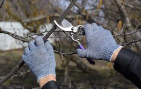 Сім дерев, які треба встигнути обрізати до кінця березня: врожай здивує