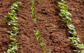 Що сіяти у березні: поради від садівника, щоб отримати швидкий урожай